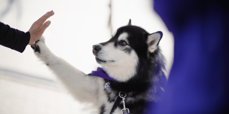 Dubs, a Husky dog, giving a high five.